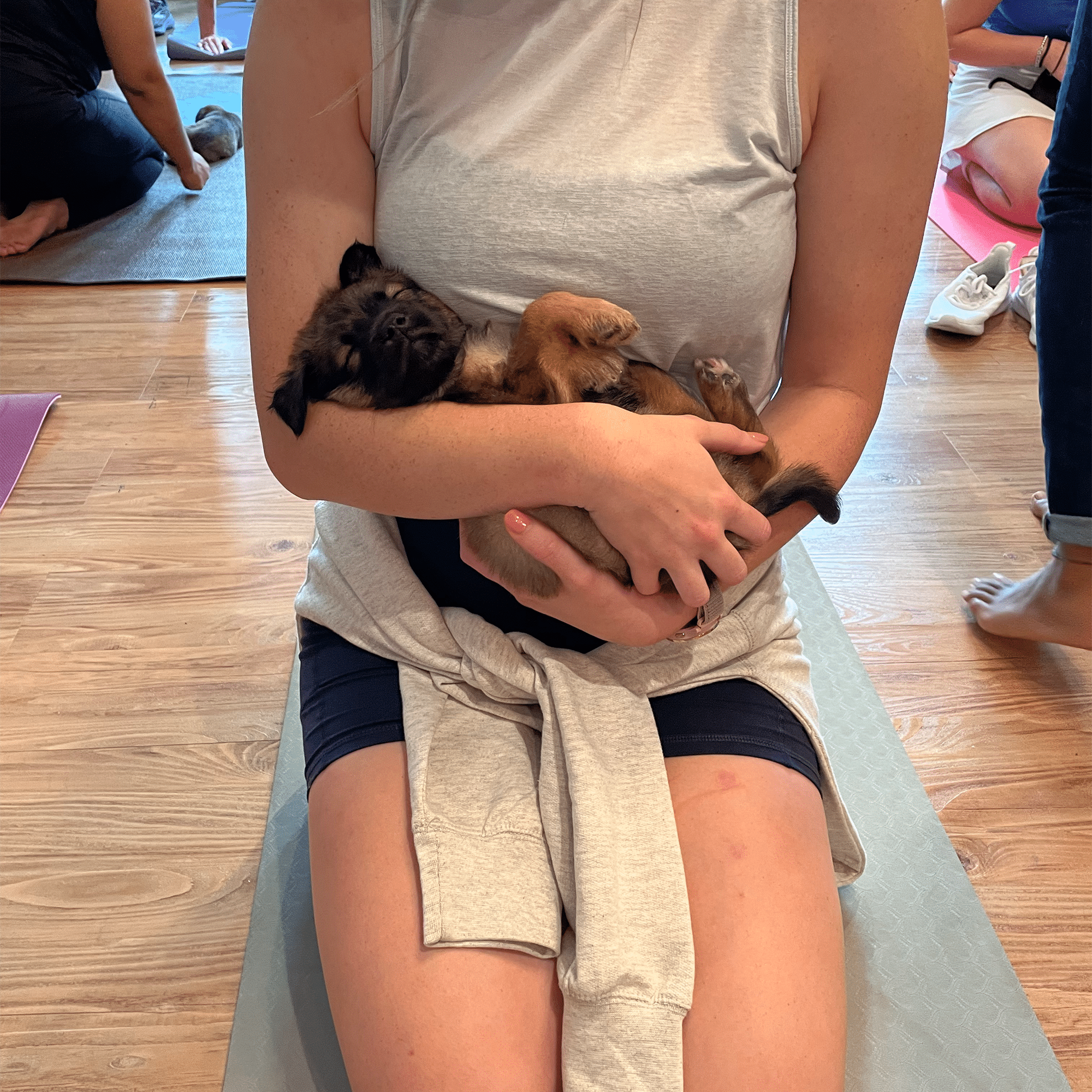 Puppy Yoga 23 Faceout